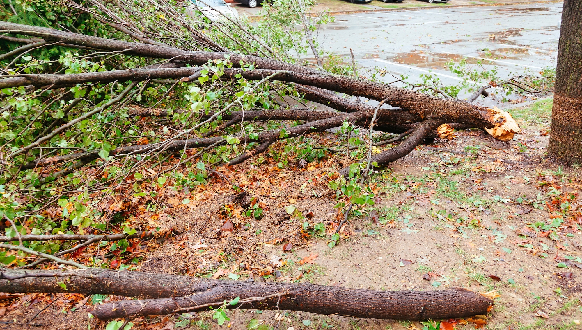Debri blocking road during a typhoon Serious damage in the buildings at the Seagate