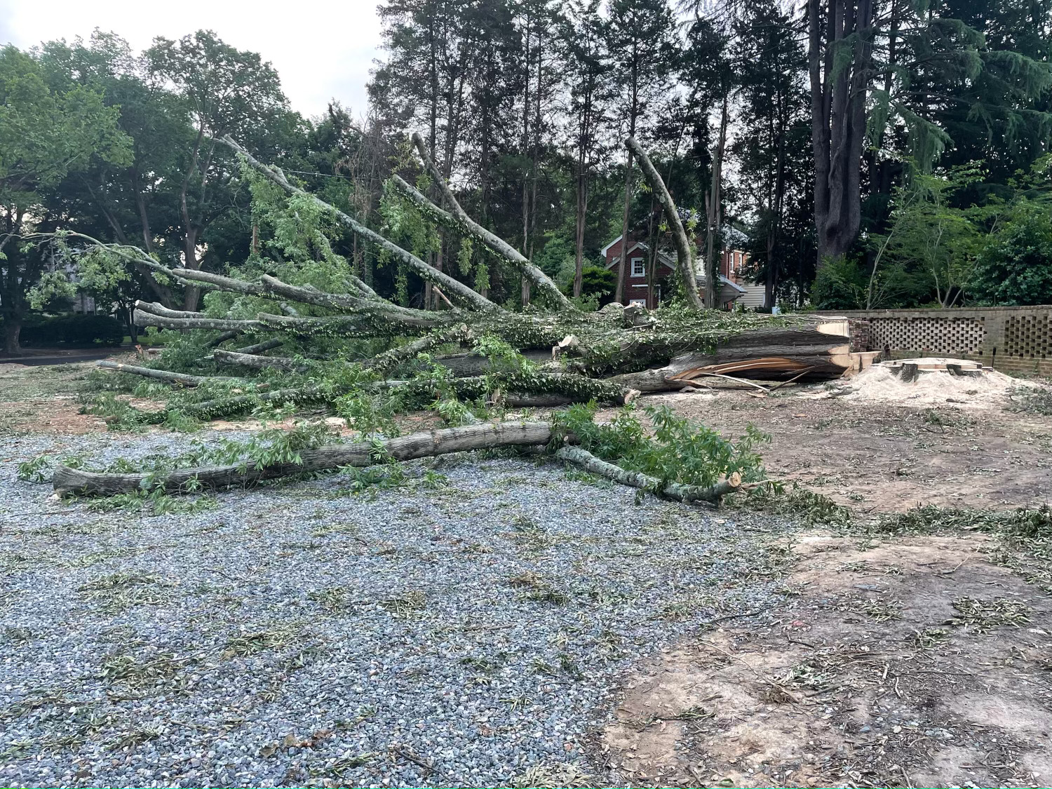 Downed trees as far as he can see.